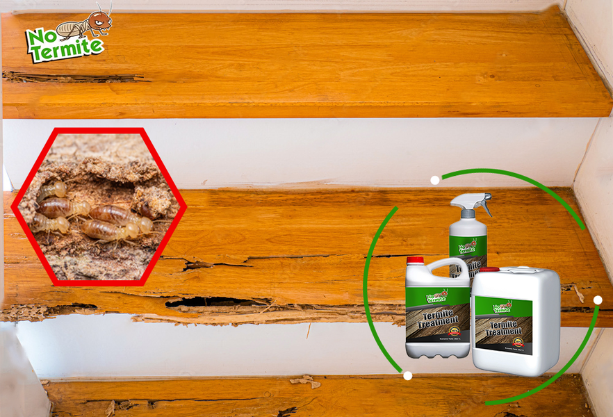 Είναι τα σπίτια σας ανθεκτικά στους τερμίτες;